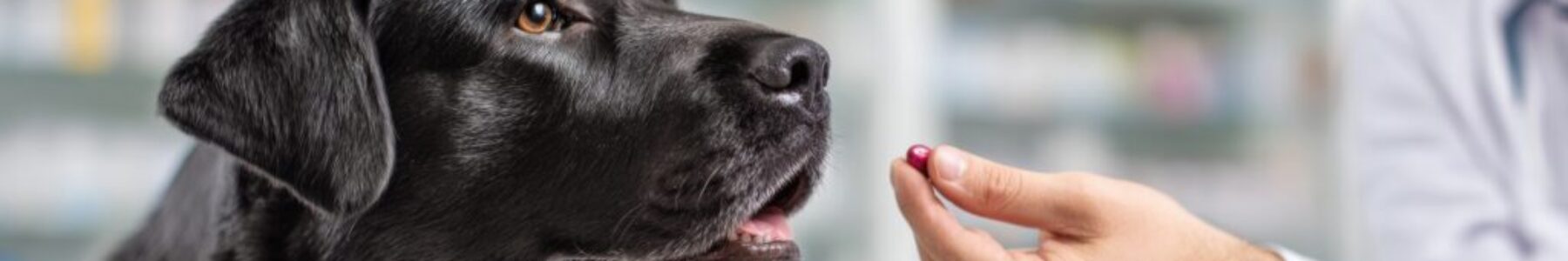 Why Your Pharmacy Should Offer Pet Medications